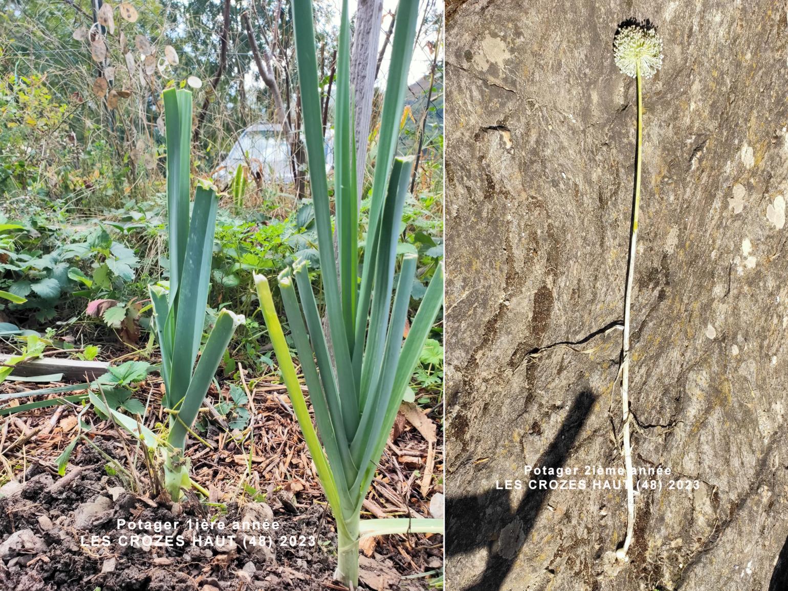 Leek, Cultivated